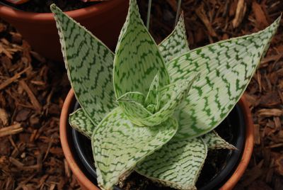 Plug Connection: Aloe hybrid Delta Lights Tessera™ Succulents