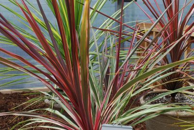 Cordyline Garden Dancer 'Can Can'