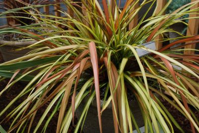 Cordyline Garden Dancer 'Cha Cha'