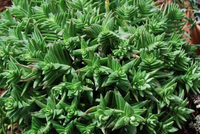 Tessera™ Succulents Crassula corymbulosa Sharks Tooth 