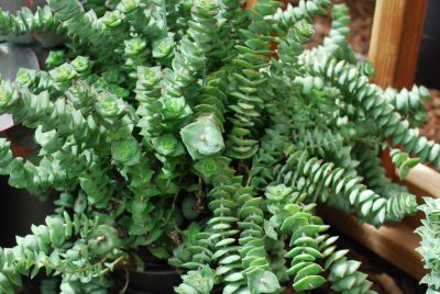 Tessera™ Succulents Crassula perforata String of Buttons 