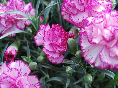 Dianthus Snow Carnation 'Chantilly'