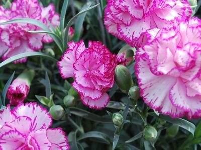 Snow Carnation Dianthus Chantilly 