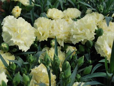 Dianthus Snow Carnation 'Mele'