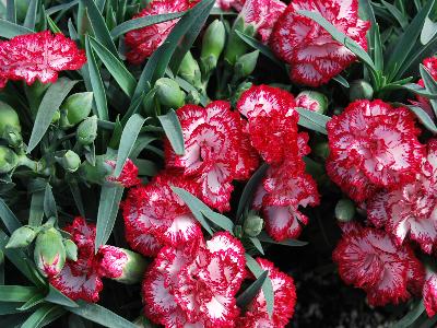 Dianthus Snow Carnation 'Miso'