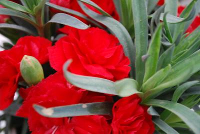 Fascination™ Carnation Dianthus CFPC Tiara 