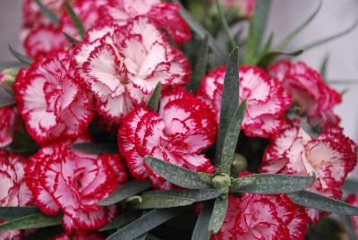 Dianthus Fascination™ Carnation 'CFPC Miso'