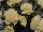 Plug Connection: Dianthus  'CFPC Mele' 