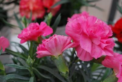 Fascination™ Carnation Dianthus CFPC Mahalo 