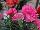 Plug Connection: Dianthus  'CFPC Mahalo' 