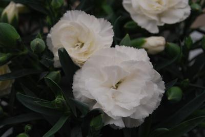 Dianthus Fascination™ Carnation 'CFPC Moonstone'