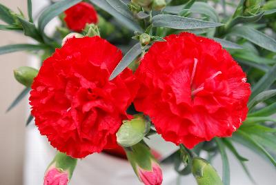 Dianthus Fascination™ Carnation 'CFPC Cheerful'