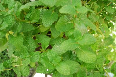 Mentha  'Doublemint'