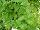 Plug Connection: Mentha  'Doublemint' 