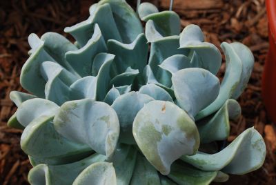 Echeveria Tessera™ Succulents 'Topsy Turvy'