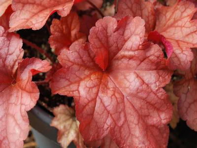 Heuchera  'Paprika'