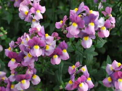 Karoo Nemesia Violet Ice 