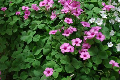 Pillow™ Oxalis articulata Pink 