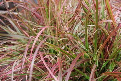  Pennisetum sataceum Fireworks 