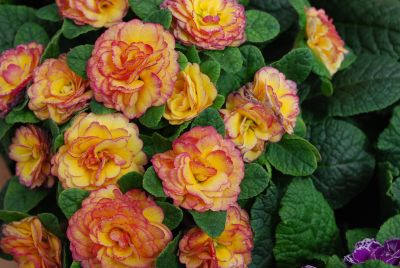 Belarina Primula polyantha Buttercup 