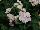 Plug Connection: Primula polyantha 'White' 