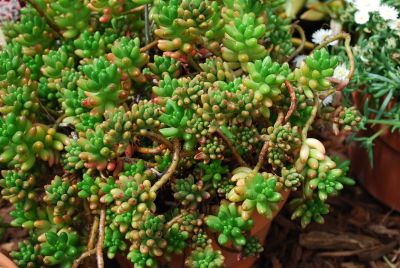 Tessera™ Succulents Sedum robrotinctum Pork & Beans 