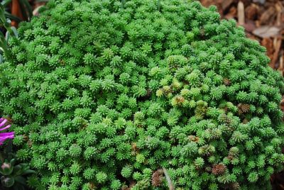 Sedum  'Tiny Urchin'