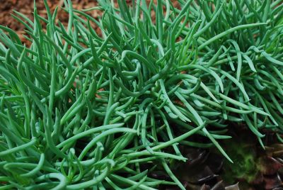 Senecio Tessera™ Succulents 'Blue Pencil'