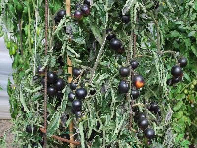 Tomato Mighty 'Mato 'Grafted Indigo Rose'