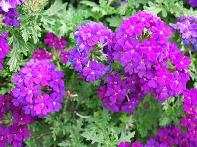 Plug Connection: Vepita Verbena Blue Violet 