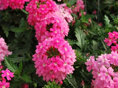 Plug Connection: Vepita Verbena Pink 