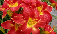 Joy of Living® High Voltage™ Daylily