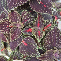 Coleus 'Abbey Road' courtesy NGB