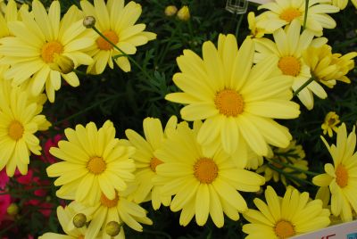 Flutterby™ Argyranthemum Yellow 