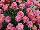 Ecke Ranch: Argyranthemum  'Lipstick' 