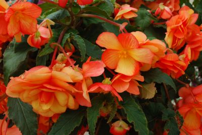 Arcada™ Begonia Apricot Bicolor 