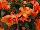 Ecke Ranch: Begonia  'Apricot Bicolor' 