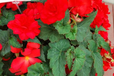 Ecke Ranch: Arcada™ Begonia Scarlet 