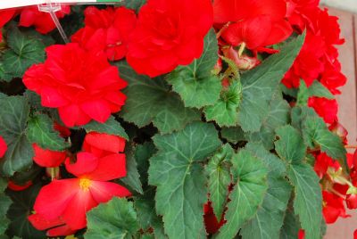 Arcada™ Begonia Scarlet 