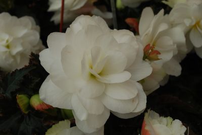 Ecke Ranch: Arcada™ Begonia White 