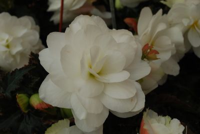 Arcada™ Begonia White 