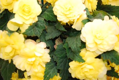 Fides, Inc.: Arcada Begonia Yellow 