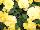 Ecke Ranch: Begonia  'Yellow' 