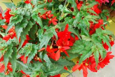 Ecke Ranch: Nordic™ Begonia Fire 