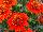 Ecke Ranch: Gazania  'Sunset' 