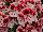 Ecke Ranch: Geranium Regal 'Crystal Rose' 