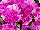 Ecke Ranch: Geranium Regal 'Lilac Sachet' 