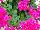 Ecke Ranch: Geranium Ivy 'Rose Pink' 
