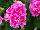 Ecke Ranch: Geranium Zonal 'Violaceous' 