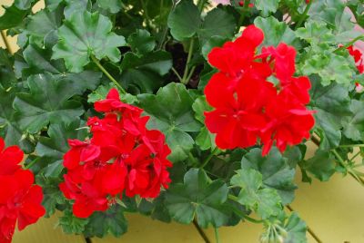 PAC® Geranium Ivy Ruby 